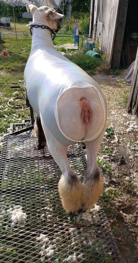 Thrifty Tube - Leopard Print